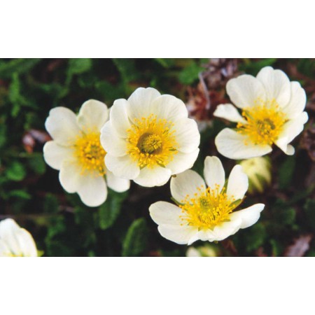 Die kleine Spitzbergenflora. Spitsbergen's vegetation and flowers (German)