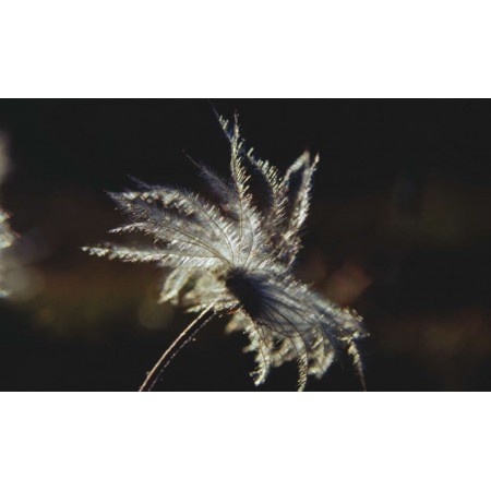 Die kleine Spitzbergenflora. Spitsbergen's vegetation and flowers (German)