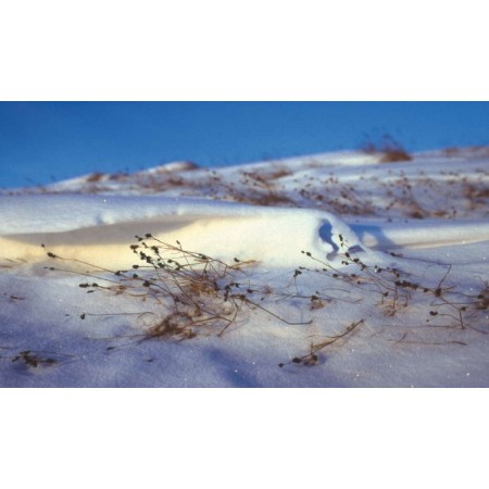 Die kleine Spitzbergenflora. Spitsbergen's vegetation and flowers (German)