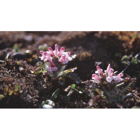 Die kleine Spitzbergenflora. Spitsbergen's vegetation and flowers (German)