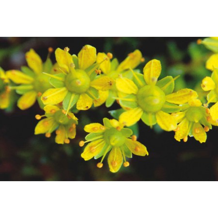 Die kleine Spitzbergenflora. Spitsbergen's vegetation and flowers (German)