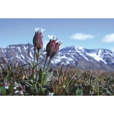 Die kleine Spitzbergenflora. Spitsbergen's vegetation and flowers (German)
