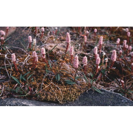 Die kleine Spitzbergenflora. Spitsbergen's vegetation and flowers (German)
