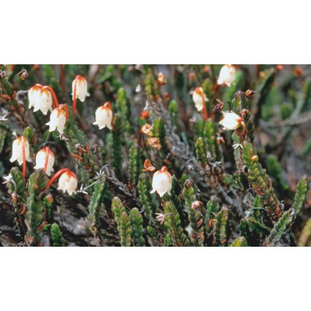 Die kleine Spitzbergenflora. Spitsbergen's vegetation and flowers (German)