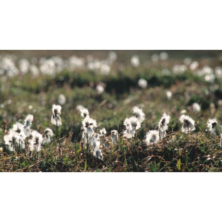 Die kleine Spitzbergenflora. Spitsbergen's vegetation and flowers (German)
