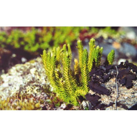 Die kleine Spitzbergenflora. Spitsbergen's vegetation and flowers (German)
