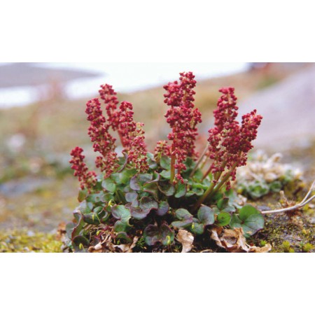Die kleine Spitzbergenflora. Spitsbergen's vegetation and flowers (German)