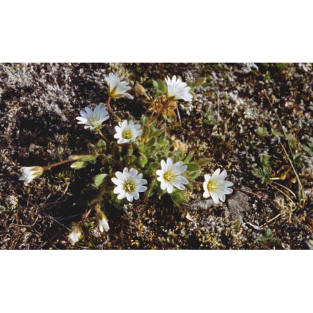 Die kleine Spitzbergenflora. Spitsbergen's vegetation and flowers (German)