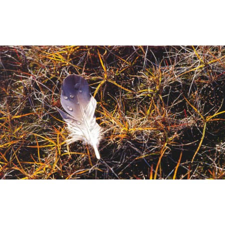Die kleine Spitzbergenflora. Spitsbergen's vegetation and flowers (German)