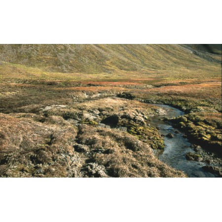 Die kleine Spitzbergenflora. Spitsbergen's vegetation and flowers (German)