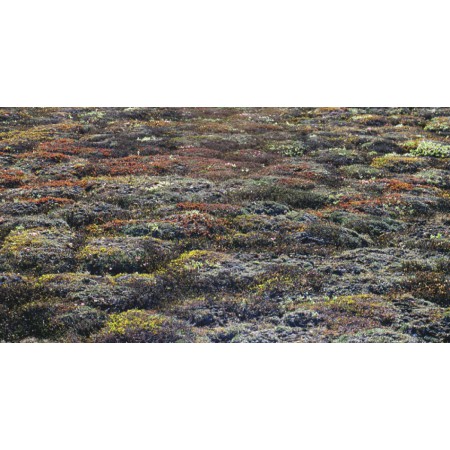 Die kleine Spitzbergenflora. Spitsbergen's vegetation and flowers (German)