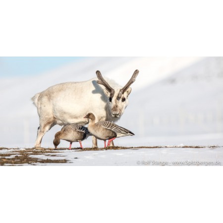 Sett Svalbard-postkort