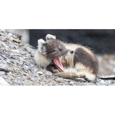Sett Svalbard-postkort: fjellrev