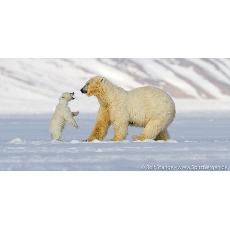 Postkartensatz Spitzbergen, limitierte Auflage. Eisbären.