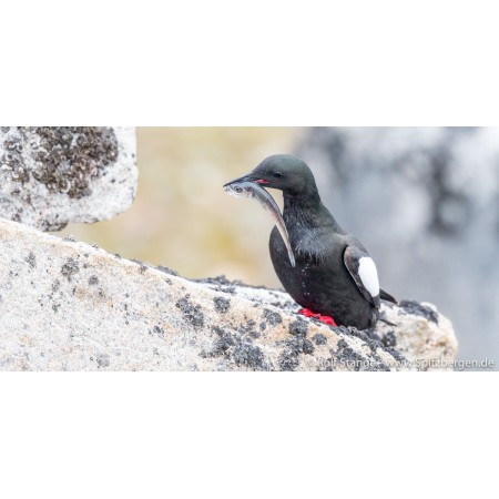 Limited edition postcard set Spitsbergen (Svalbard). Black guilllemot.
