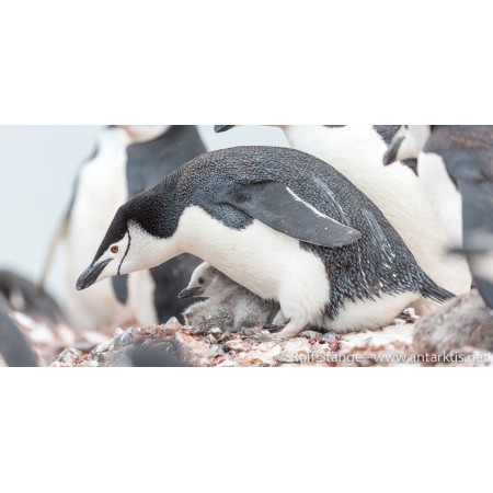 Limited edition postcard set Antarctic. Chinstrap penguins, Antarctic Peninsula.