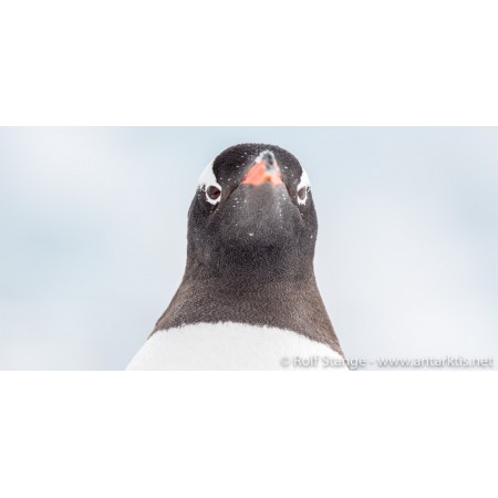 Limited edition postcard set Antarctic. Gentoo penguin, Antarctic Peninsula.