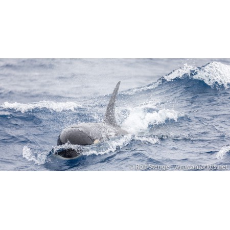 Limited edition postcard set Antarctic. Type D Orca, Drake Passage.