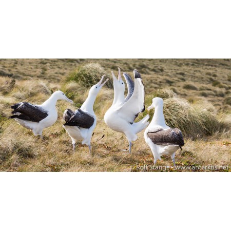 Limited edition postcard set Antarctic. Royal Albatrosses, Campbell Island.