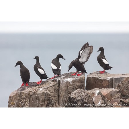 Svalbard - Norge nærmest Nordpolen. Norwegian Svalbard guidebook. Illustration: wildlife, black guillemot
