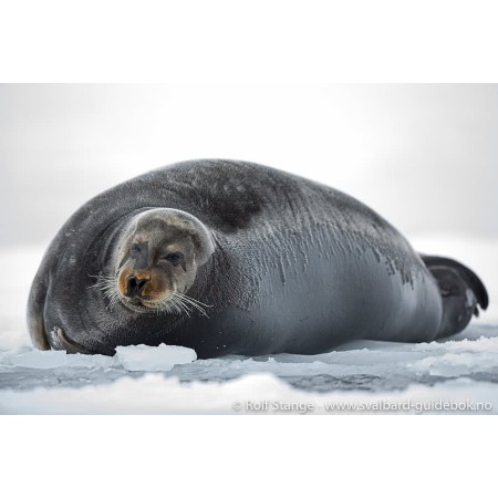 Svalbard - Norge nærmest Nordpolen. Norwegian Svalbard guidebook. Illustration: wildlife - bearded seal