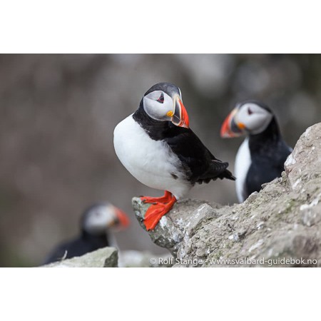 Svalbard - Norge nærmest Nordpolen. Norwegian Svalbard guidebook. Illustration: wildlife - puffin