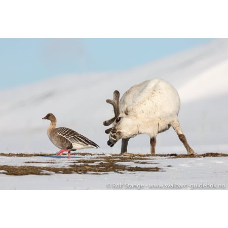 Svalbard - Norge nærmest Nordpolen. Norwegian Svalbard guidebook. Illustration: Spitsbergen reindeer and pink-footed goose