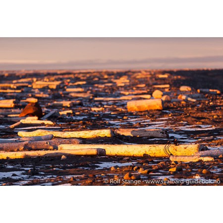 Svalbard - Norge nærmest Nordpolen. Norwegian Svalbard guidebook. Illustration: driftwood on Moffen