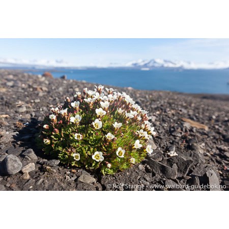 Svalbard - Norge nærmest Nordpolen. Spitsbergen-guidebook (Norwegian)