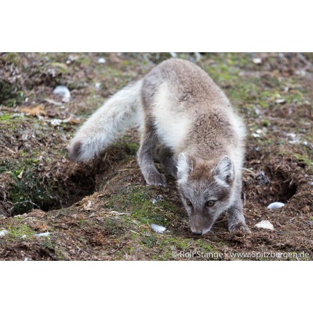 Spitzbergen-Svalbard: Spitzbergen-Reiseführer (tysk). Fjellrev.