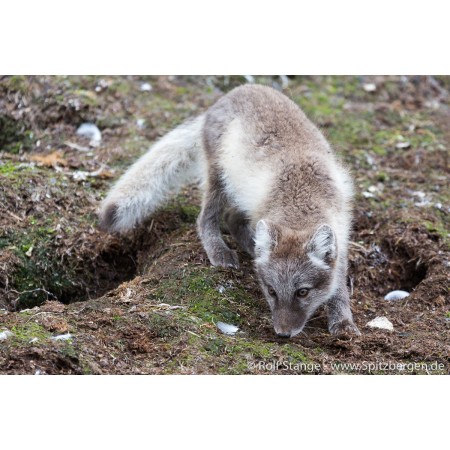 Spitsbergen – Svalbard. Een complete gids rondom de Arctische archipel