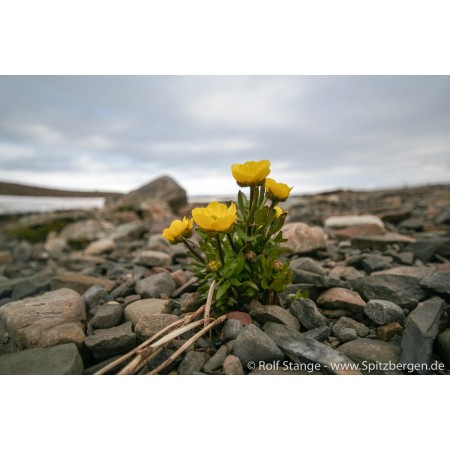 Spitsbergen – Svalbard. Een complete gids rondom de Arctische archipel