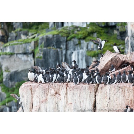 Spitsbergen – Svalbard. Een complete gids rondom de Arctische archipel