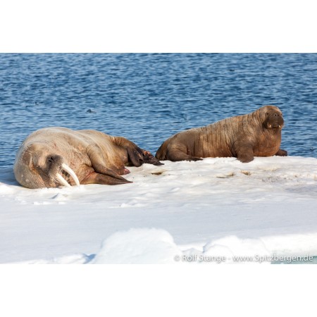 Spitsbergen – Svalbard. Een complete gids rondom de Arctische archipel