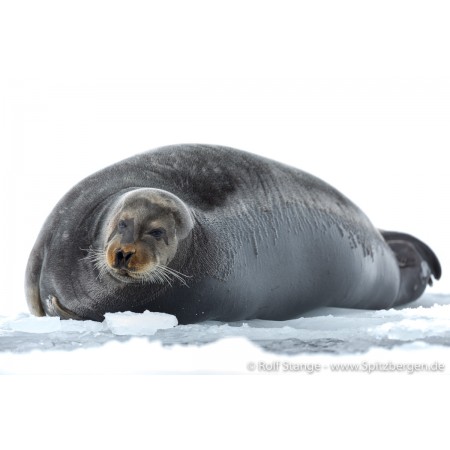 Spitsbergen – Svalbard. Een complete gids rondom de Arctische archipel