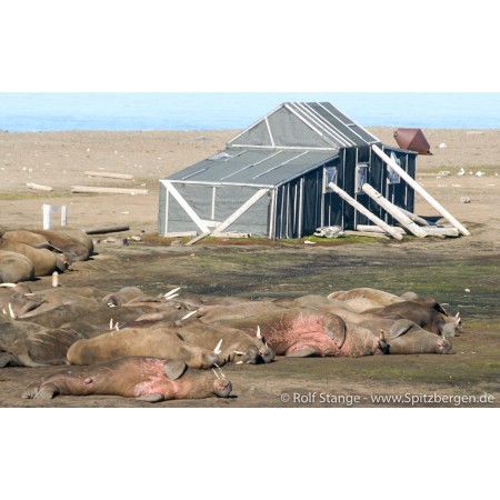 Svalbardhytter: Andréetangen (Henry Rudi). 60 Spitzbergen-Hütten. Das Buch zum Poster