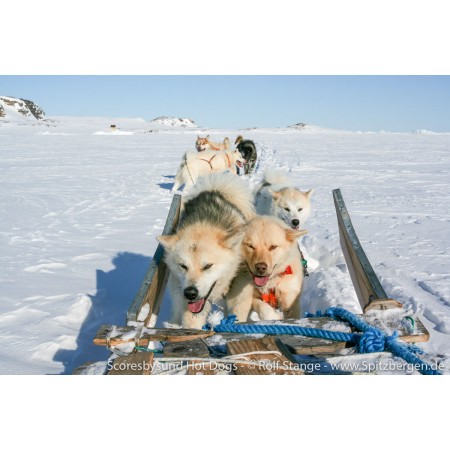 Scoresbysund Hot Dogs – Mit Hundeschlitten in Grönland.