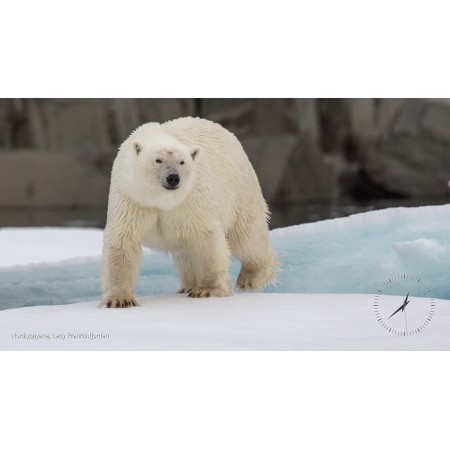 Screensaver: Spitsbergen's polar bears