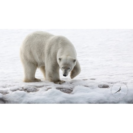 Screensaver: Spitsbergen's polar bears