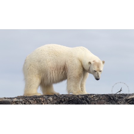 Screensaver: Spitsbergen's polar bears