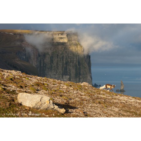 The Bear Island (Bjørnøya) book: arctic fox and cliffs, midnight sun light