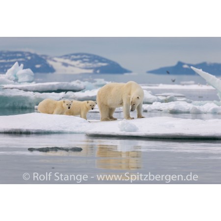 Fotodruck: Eisbär