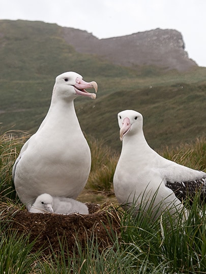 Wer kann sich schon das Leben eines Wanderalbatrosses vorstellen? Jeder, der „Die Nebel der Zeit" gelesen hat!